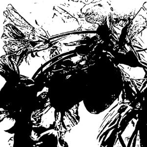 Black and white photo of nasturtiums