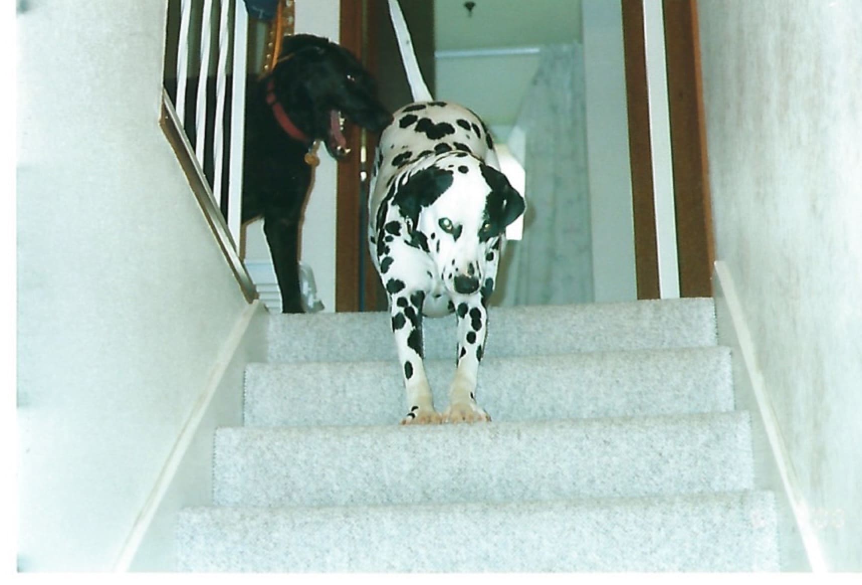 Dalmatian and black Labrador dogs at the top of the stairs