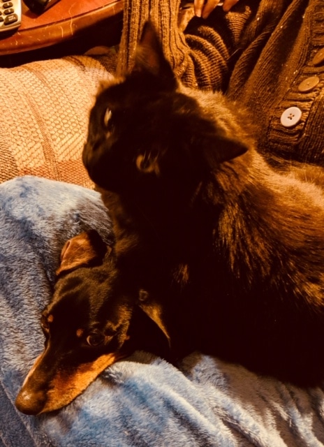 Black cat and dachshund crowded onto lap