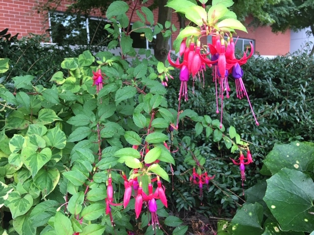 Mom's Fuchsia