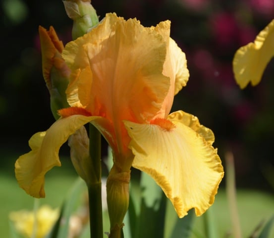 DSC_2083 - Version 2