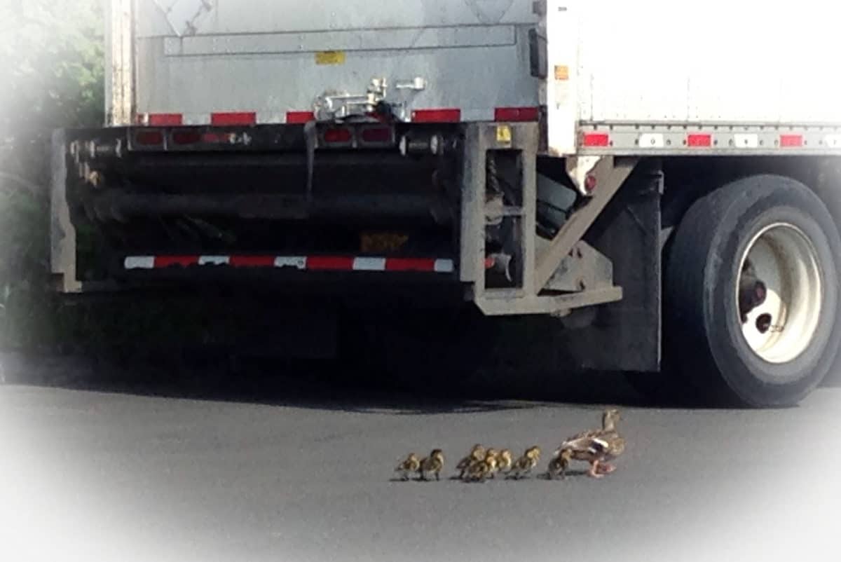 Ducks and Truck_edited-1