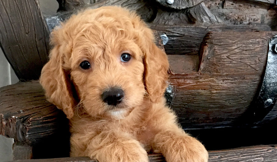 goldendoodle_puppy_2