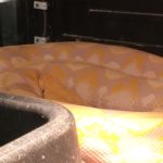 albino python