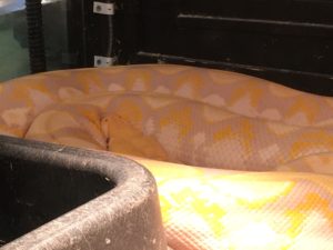 albino python
