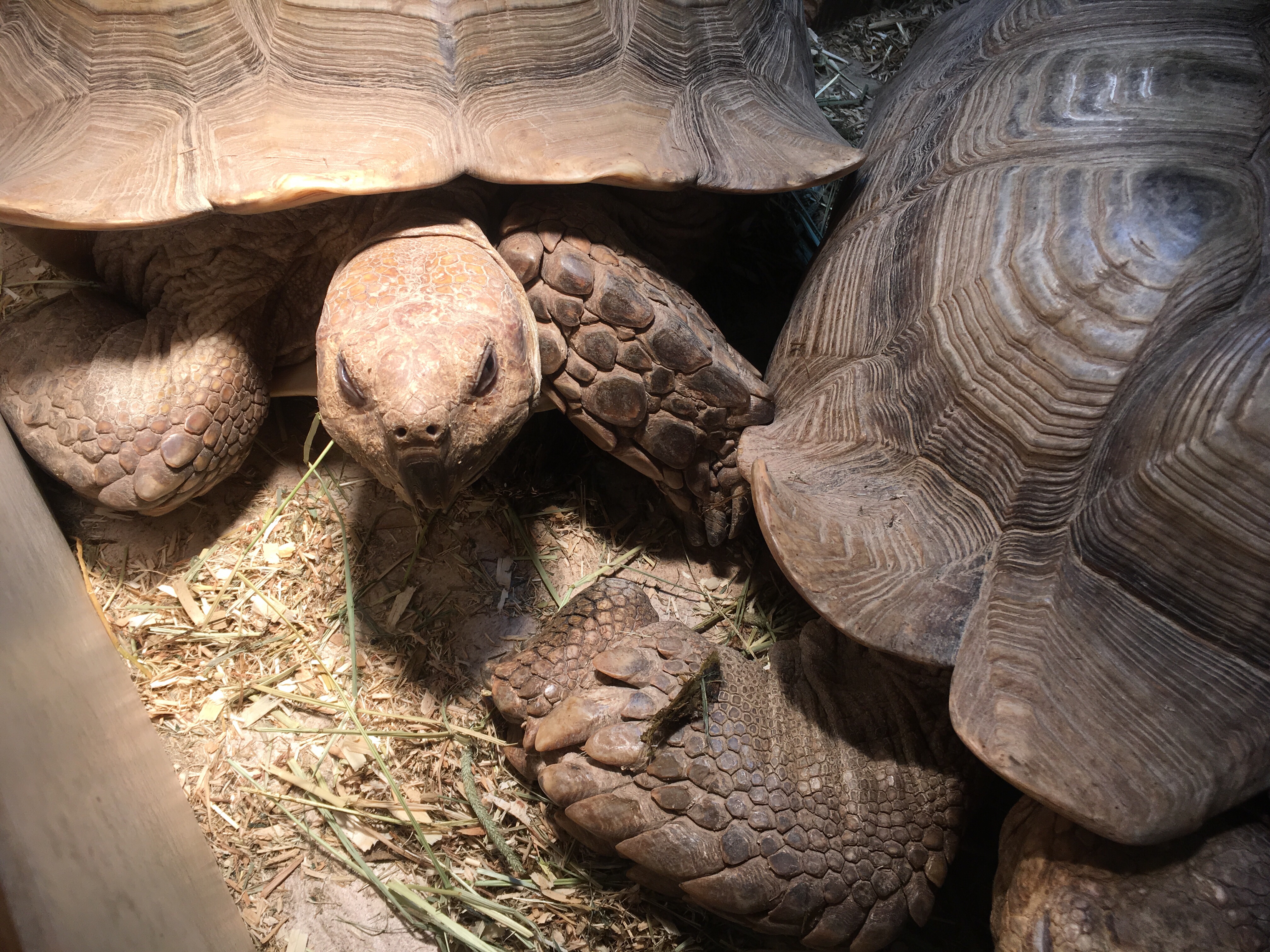 Two tortoises