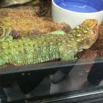 Lizard