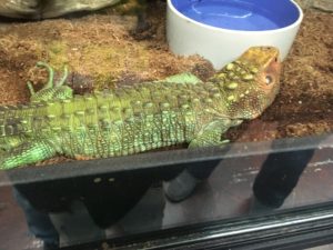 Lizard