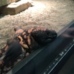 lizard