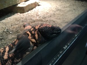 lizard