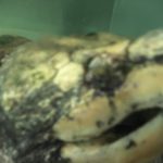 Snapping turtle