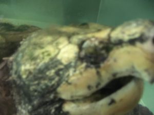 Snapping turtle