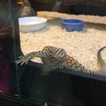 lizard