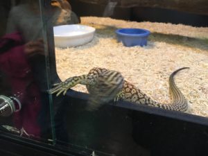 lizard