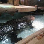 alligator