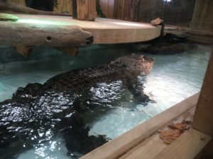 alligator