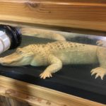 albino alligator