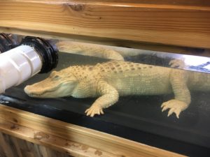 albino alligator