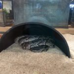 snake