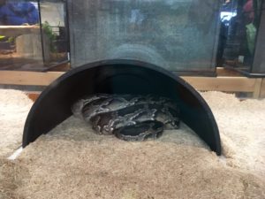 snake