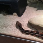 snake