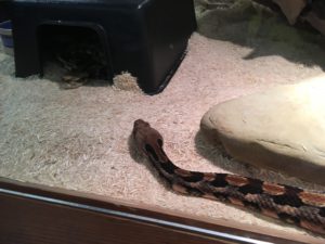 snake