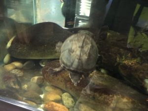 turtle
