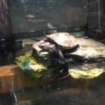 two-headed turtle