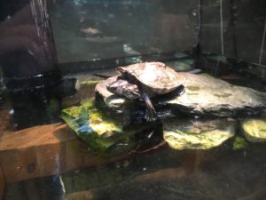 two-headed turtle