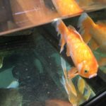 goldfish