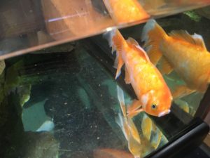 goldfish