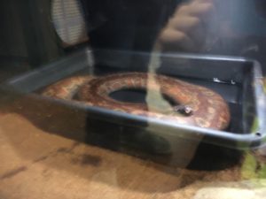 snake