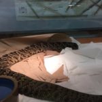 diamondback rattlesnake