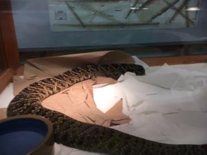 diamondback rattlesnake