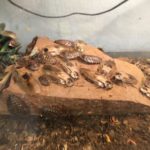 cockroaches