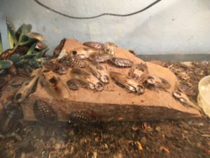 cockroaches