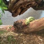 skink