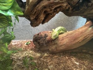 skink