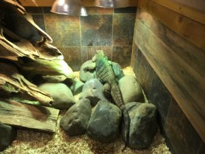iguana
