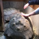 tortoises
