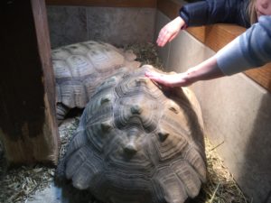 tortoises