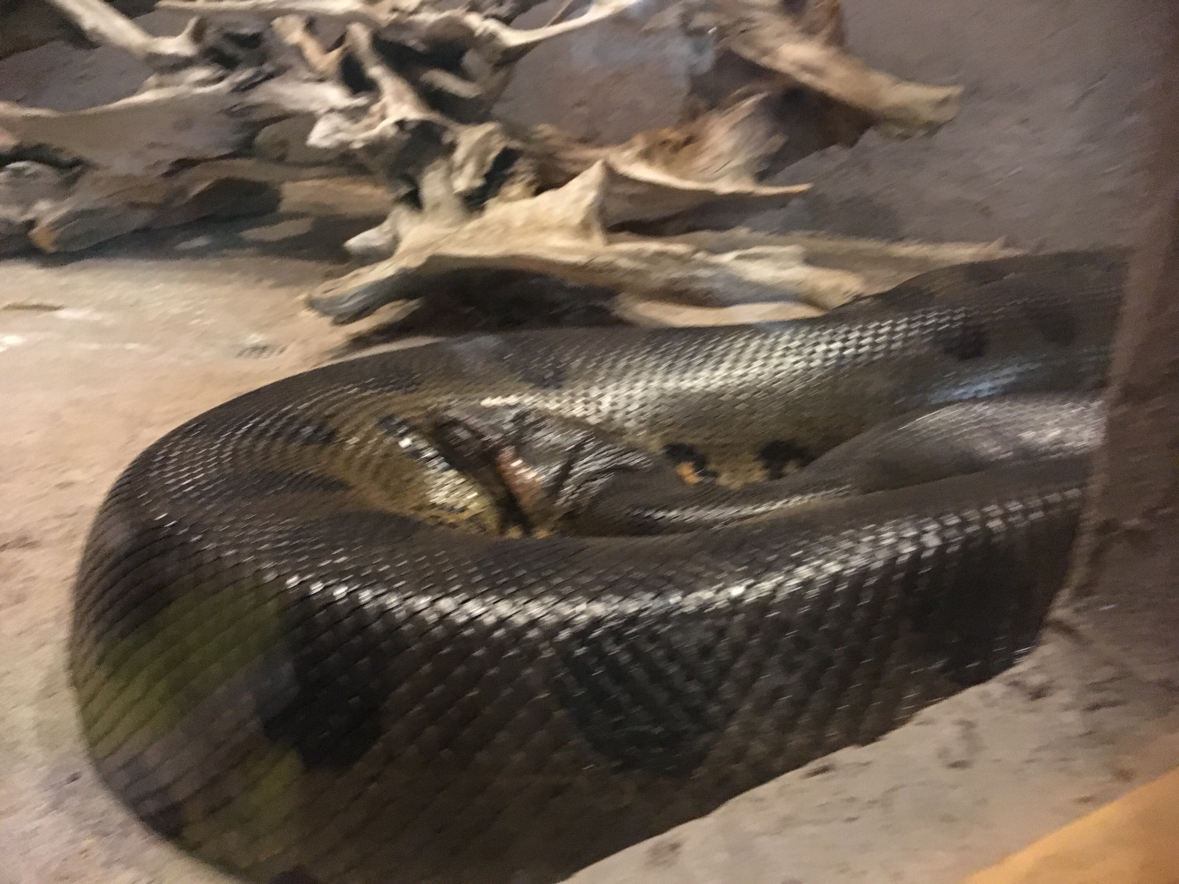 anaconda with thigh body