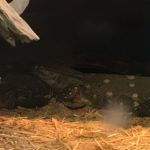Reptile photos
