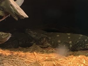 Reptile photos