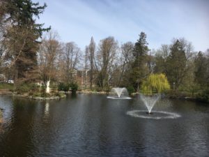 The pond with no mother tree in sight