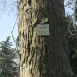 Champion tree