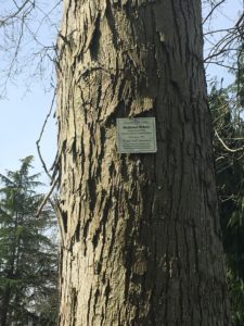 Champion tree
