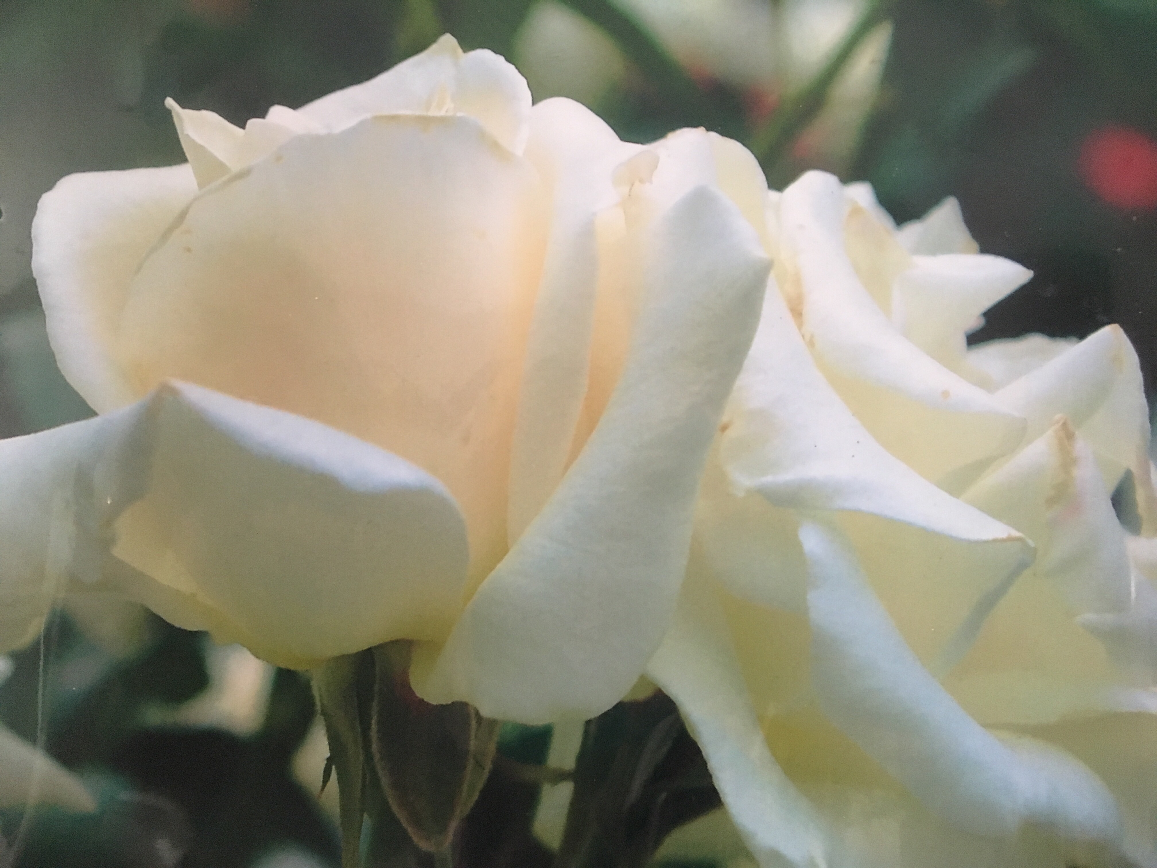 My mom's white rose