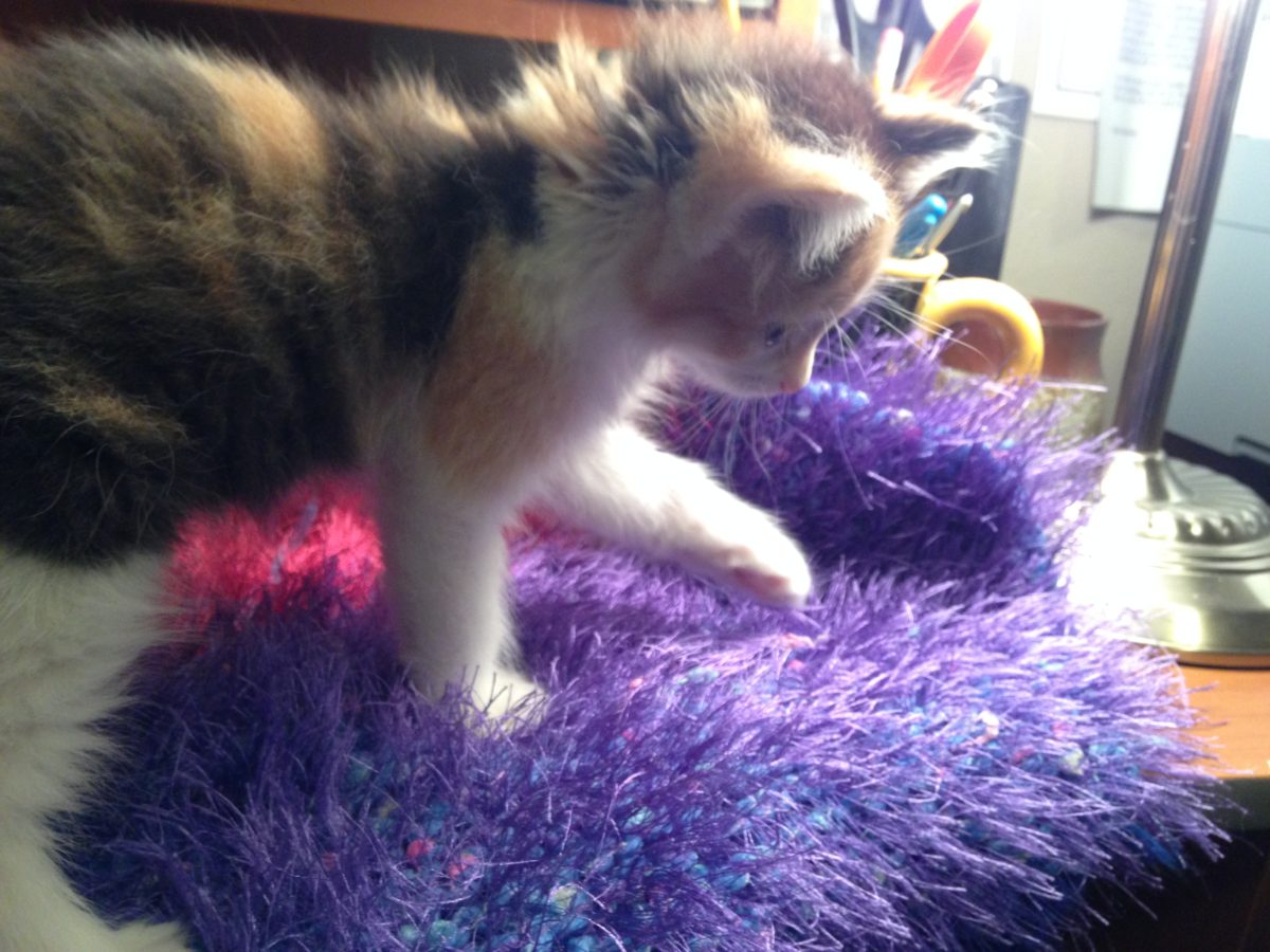 I knitted the fuzzy blanket years ago for our last cat. She says it still works.