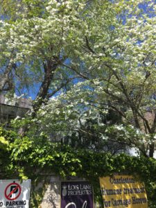 Spring Trees